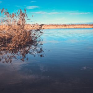 Łowisko Chwałów – widok ogólny z brzegu, woda i zarośla