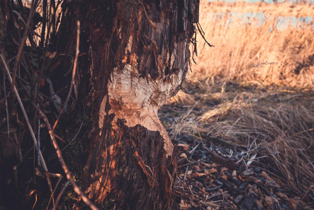 Crankbait Crew Łowisko Chwałów PZW No Kill 797 Dolny śląsk